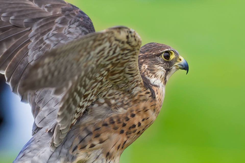 Liberty’s Owl, Raptor & Reptile Centre