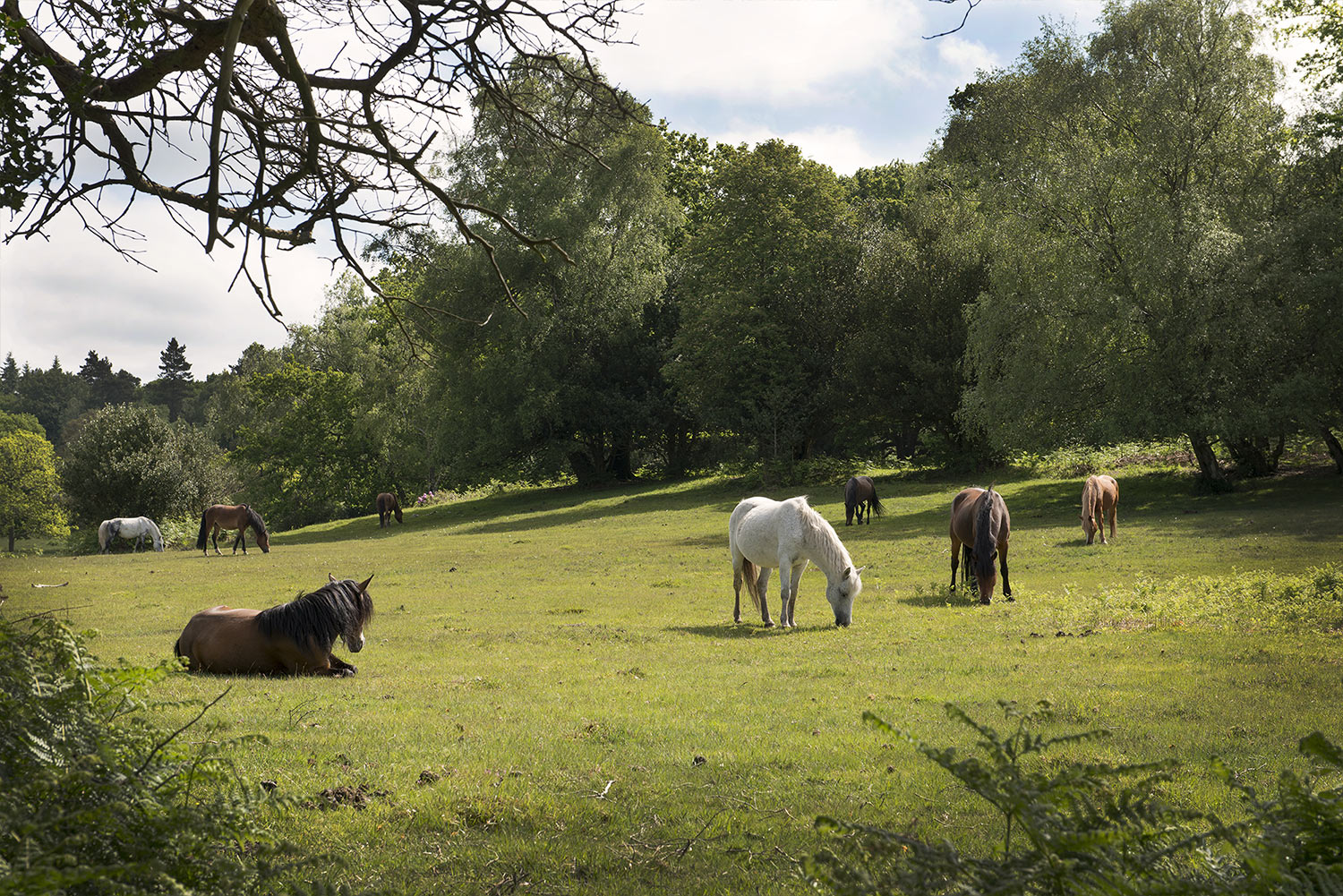 New Forest Ponies - Forest Leisure Cycling