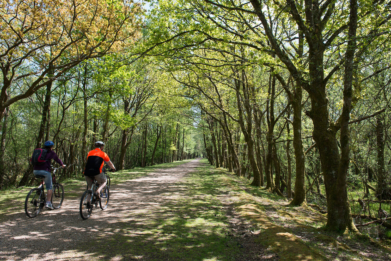 New Forest Cycle Routes - New Forest Cycling Burley