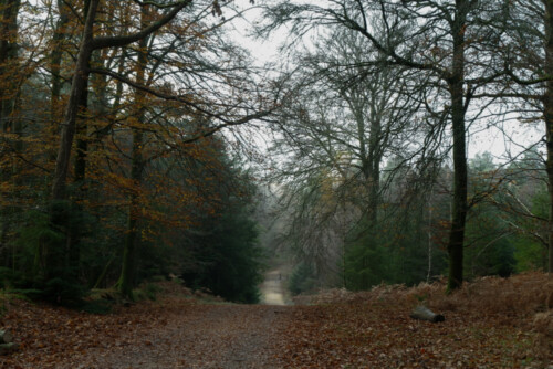 new forest cycle routes map